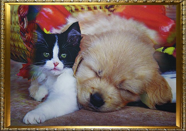 Картина 5D «Котенок и щенок» 38*28см (1шт) цвет:14198