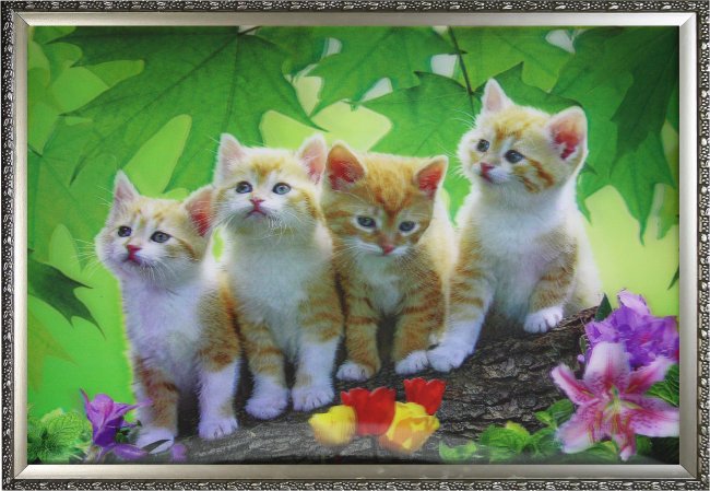 Картина 5D «Рыжие котята» (без рамки) 38*28см (1шт) цвет:14152Б