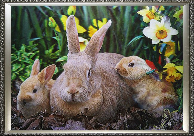 Картина 5D «Кролики» (без рамки) 38*28см (1шт) цвет:14169Б