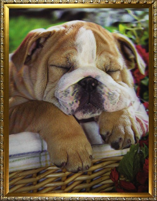 Картина 5D «Спящий щенок» 28*38см (1шт) цвет:14172